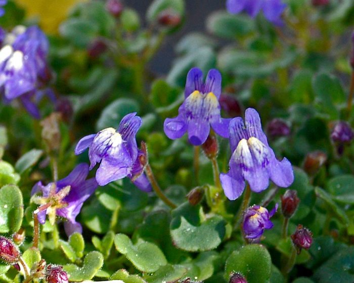 Cymbalaria pallidum
