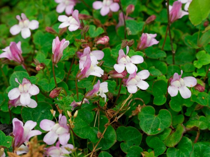 Cymbalaria liverifolia