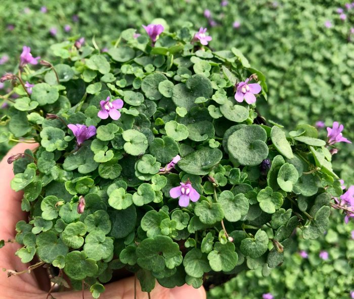 Cymbalaria triloba