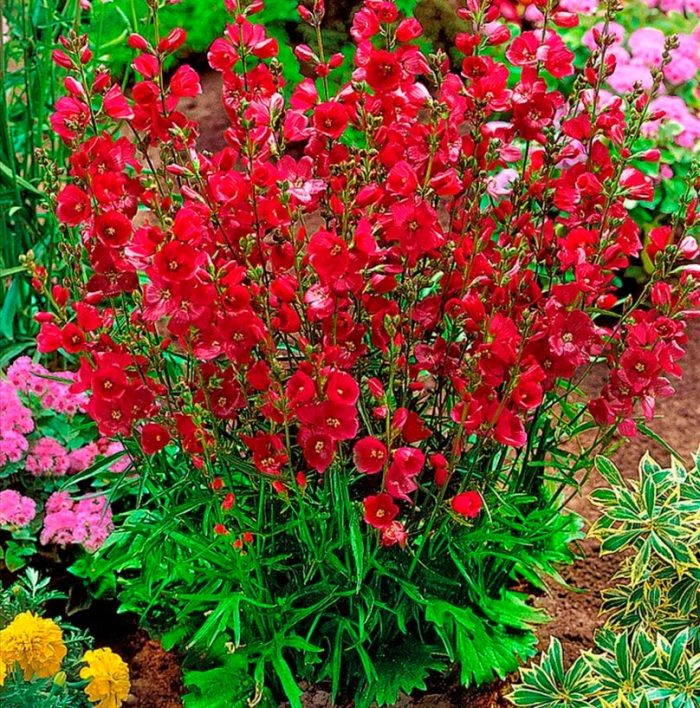 Características de Sidalcea: foto, cuidados, especies, descripción, reproducción