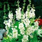 Características de Sidalcea: foto, cuidados, especies, descripción, reproducción