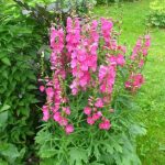 Características de Sidalcea: foto, cuidados, especies, descripción, reproducción