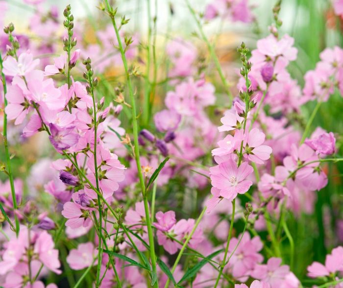 Reina rosa