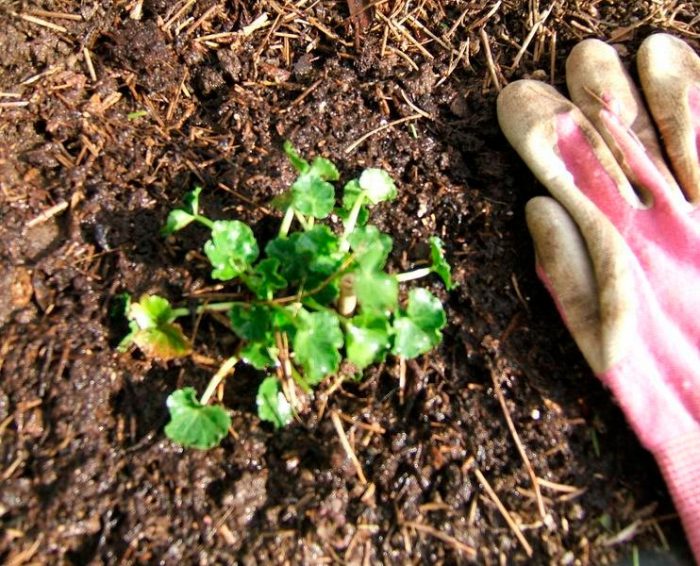 Características de Sidalcea: foto, cuidados, especies, descripción, reproducción