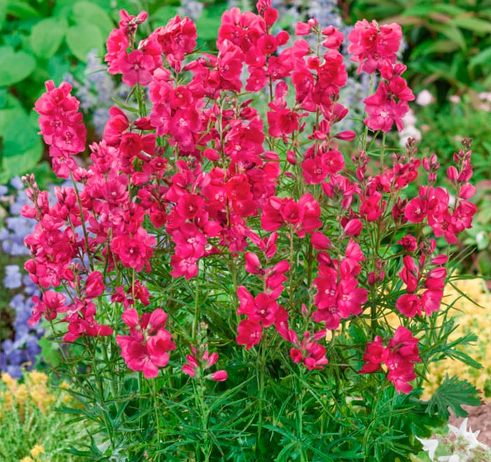 Características de Sidalcea: foto, cuidados, especies, descripción, reproducción