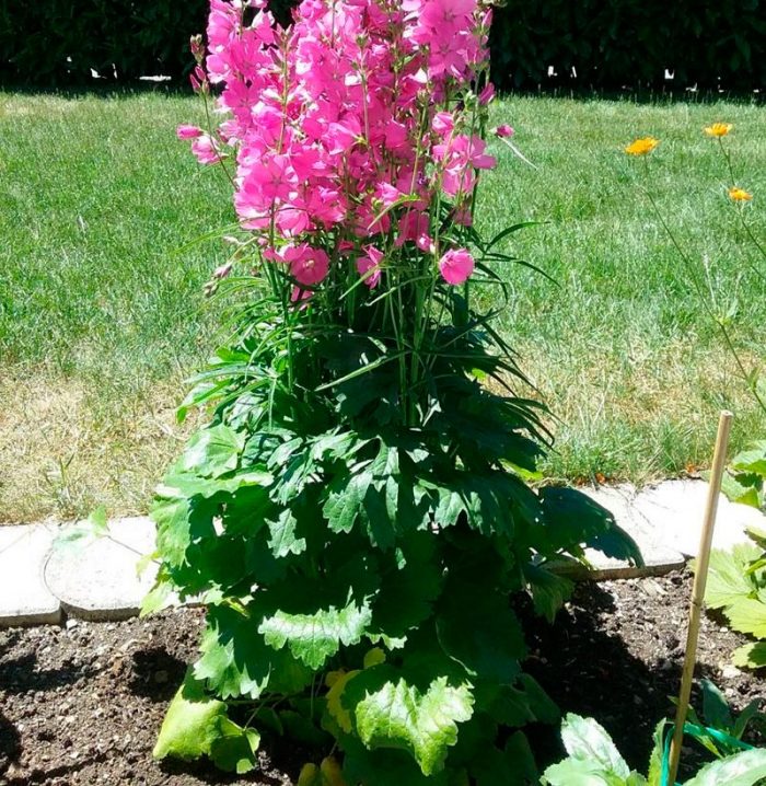Características de Sidalcea: foto, cuidados, especies, descripción, reproducción