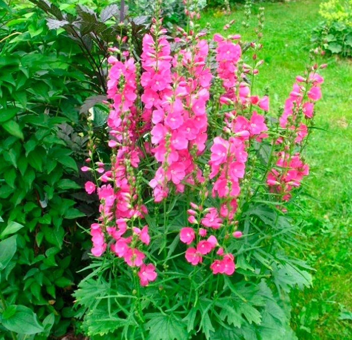 Características de Sidalcea: foto, cuidados, especies, descripción, reproducción