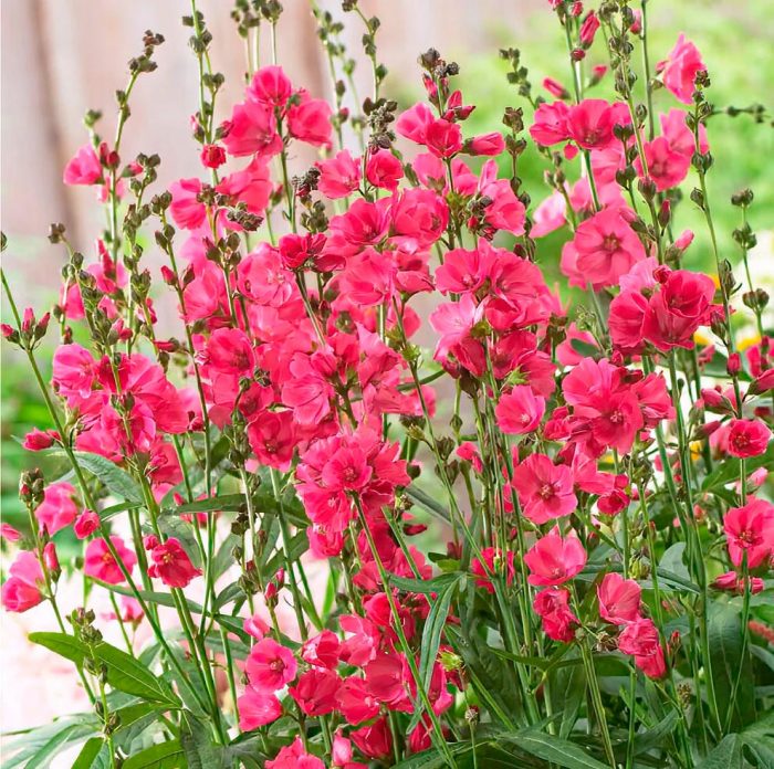 Características de Sidalcea: foto, cuidados, especies, descripción, reproducción