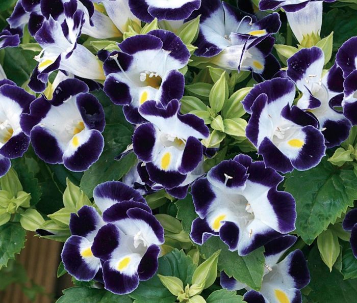 Duquesa blanca y azul