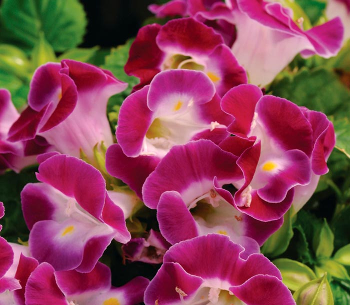 Kauai Magenta