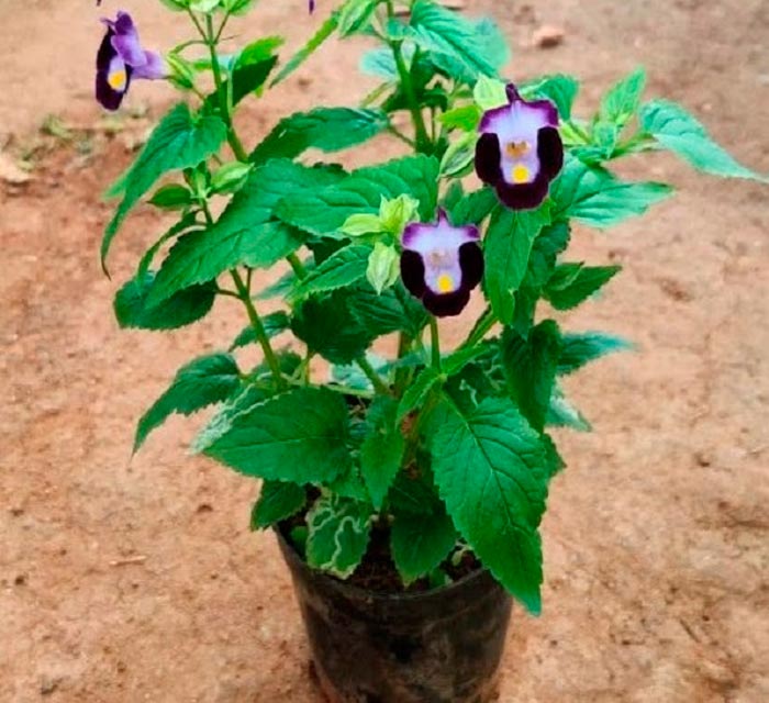 Características de Torenia: foto, cuidados, tipos, descripción, reproducción.