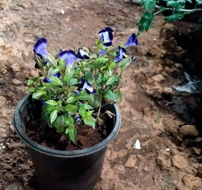 Características de Torenia: foto, cuidados, tipos, descripción, reproducción.