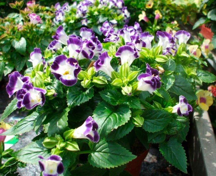 Características de Torenia: foto, cuidados, tipos, descripción, reproducción.
