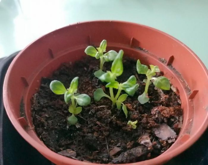 Características de Torenia: foto, cuidados, tipos, descripción, reproducción.