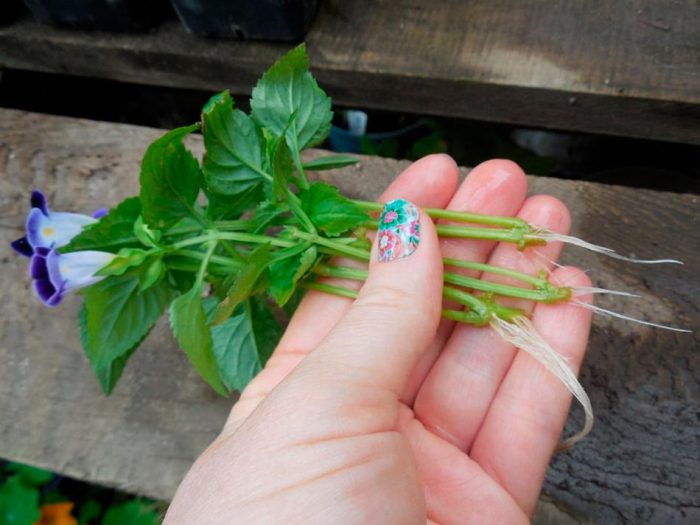 Características de Torenia: foto, cuidados, tipos, descripción, reproducción.