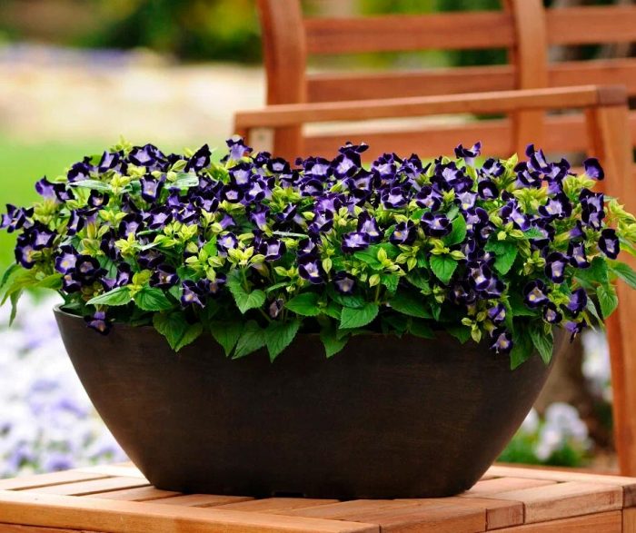 Características de Torenia: foto, cuidados, tipos, descripción, reproducción.