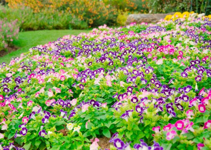 Características de Torenia: foto, cuidados, tipos, descripción, reproducción.