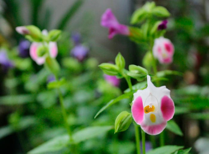Características de Torenia: foto, cuidados, tipos, descripción, reproducción.