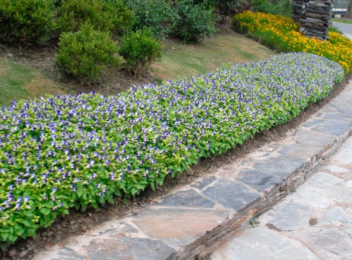 Características de Torenia: foto, cuidados, tipos, descripción, reproducción.