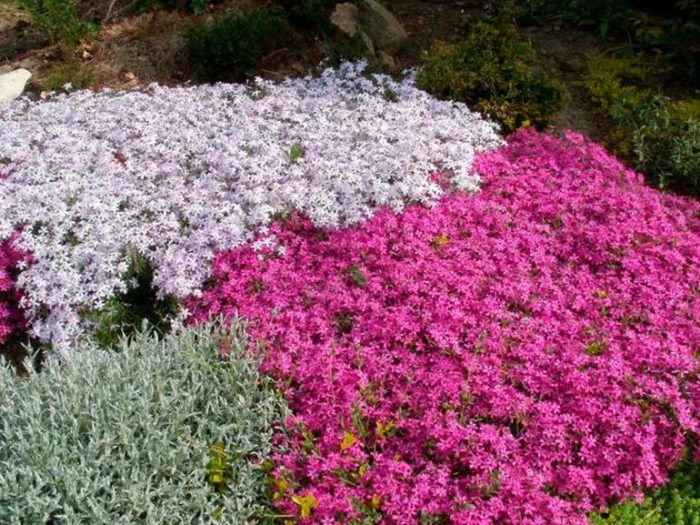 Características de Phlox subulata: foto, cuidado, especie, descripción, reproducción.