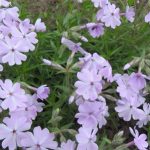 Características de Phlox subulata: foto, cuidado, especie, descripción, reproducción.
