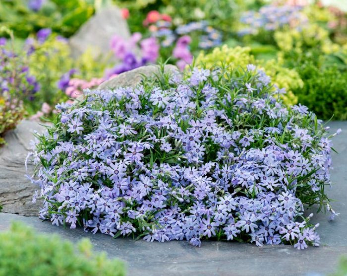 Características de Phlox subulata: foto, cuidado, especie, descripción, reproducción.