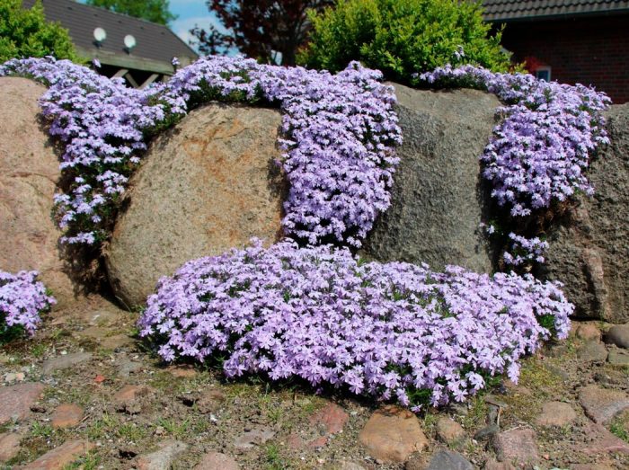 Características de Phlox subulata: foto, cuidado, especie, descripción, reproducción.