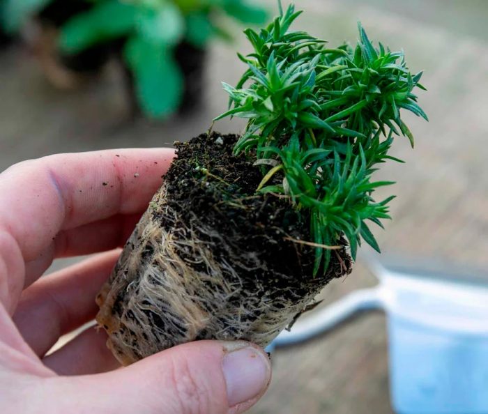 Características de Phlox subulata: foto, cuidado, especie, descripción, reproducción.