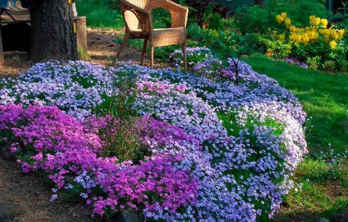 Características de Phlox subulata: foto, cuidado, especie, descripción, reproducción.