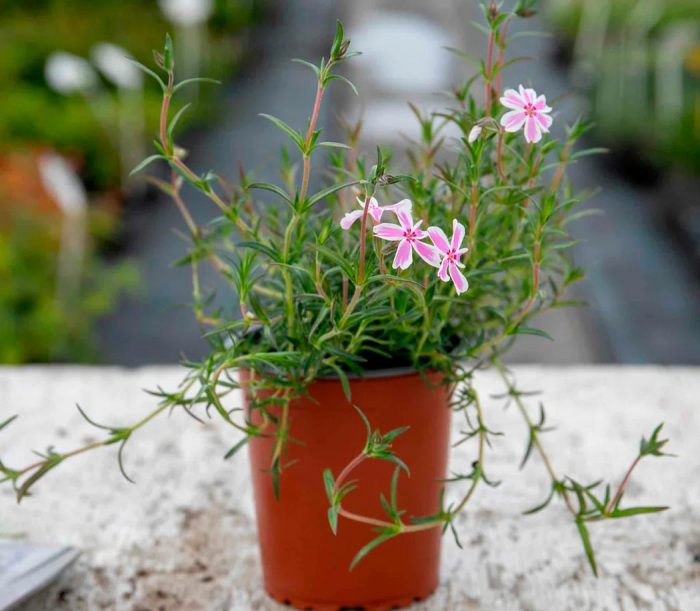 Características de Phlox subulata: foto, cuidado, especie, descripción, reproducción.