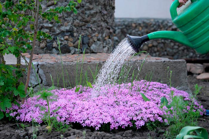 Características de Phlox subulata: foto, cuidado, especie, descripción, reproducción.