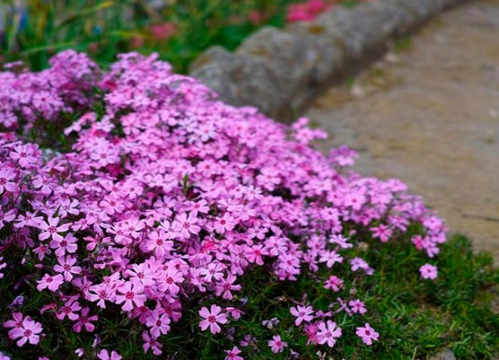 Características de Phlox subulata: foto, cuidado, especie, descripción, reproducción.