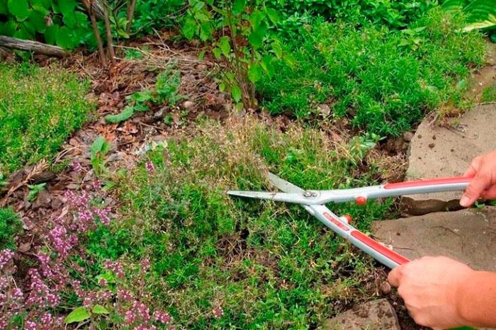 Características de Phlox subulata: foto, cuidado, especie, descripción, reproducción.