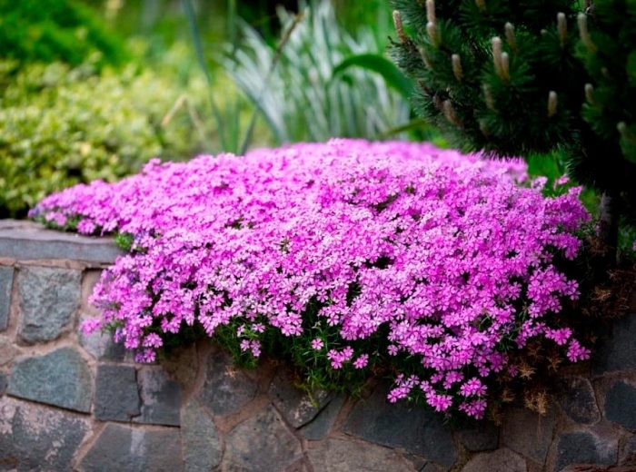 Características de Phlox subulata: foto, cuidado, especie, descripción, reproducción.