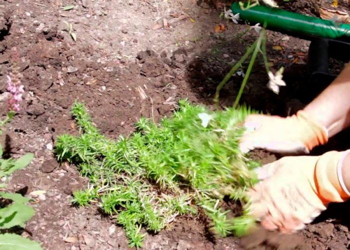 Características de Phlox subulata: foto, cuidado, especie, descripción, reproducción.