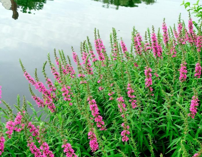 Características de la salicaria: foto, cuidados, tipos, descripción, reproducción.
