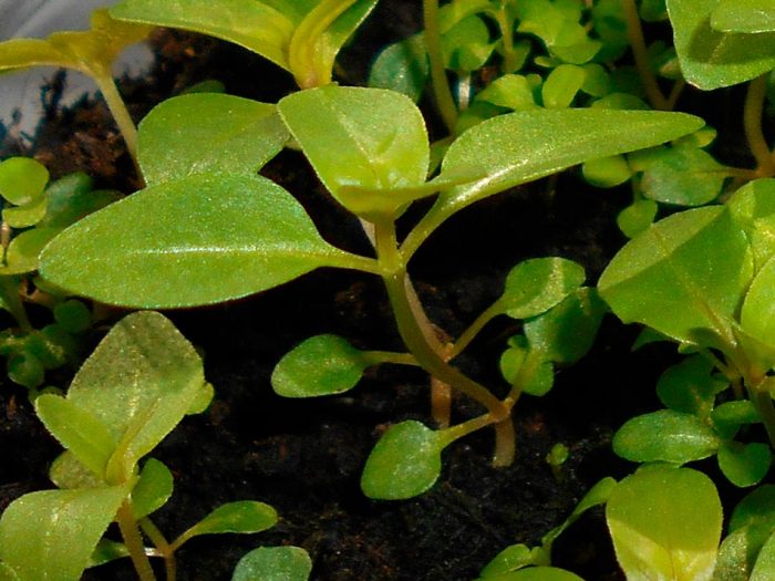 Características de la salicaria: foto, cuidados, tipos, descripción, reproducción.