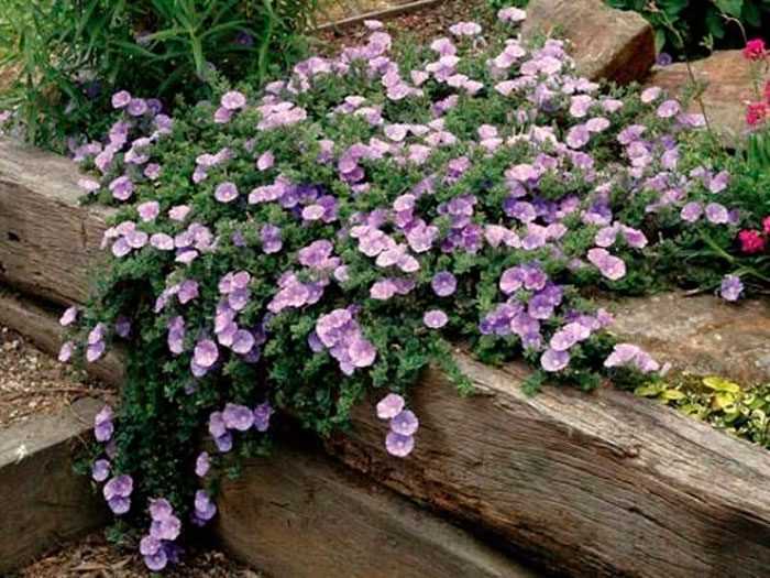Plantando correhuela en el jardín