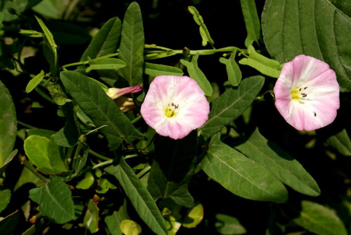 Correhuela bimaxillaria