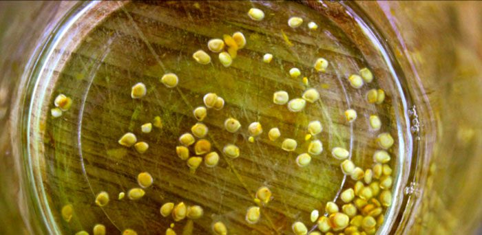 Enriquecimiento de semillas con microelementos