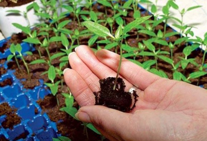 Sembrando semillas de tomate para plántulas