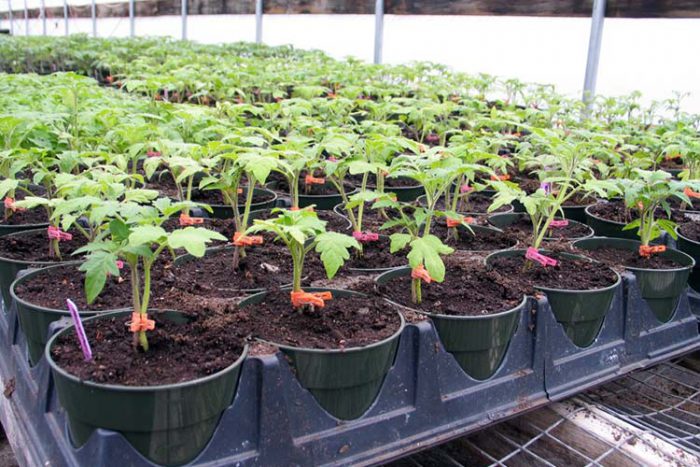 Cultivo de plántulas de tomate en invernadero.