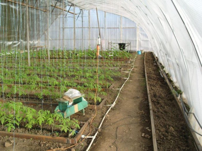 Cultivo de tomates en invernadero.