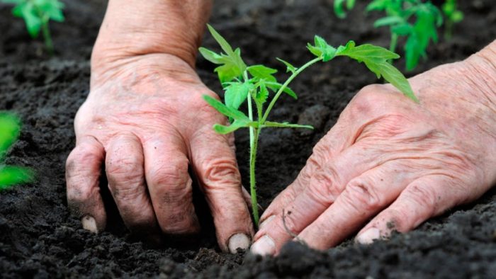 Suelo para tomates de invernadero