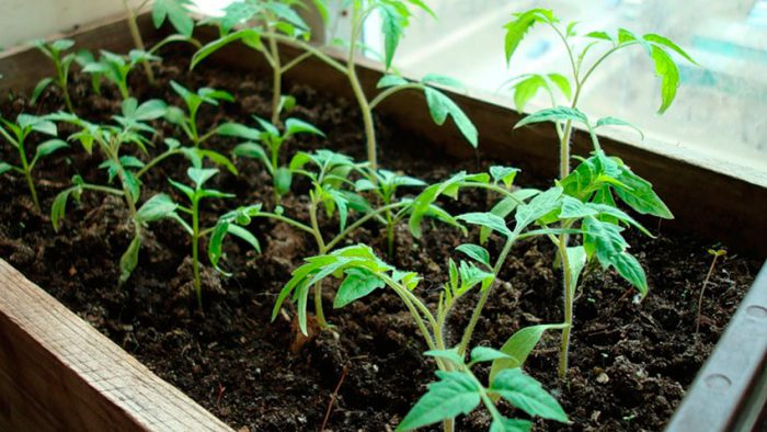 Sembrando semillas de tomate para plántulas