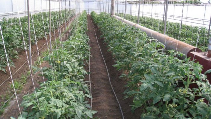 Cuándo trasplantar tomates a un invernadero