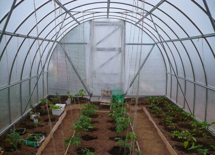 Tomates en el invernadero