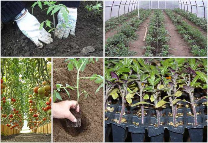 Cómo plantar tomates en un invernadero
