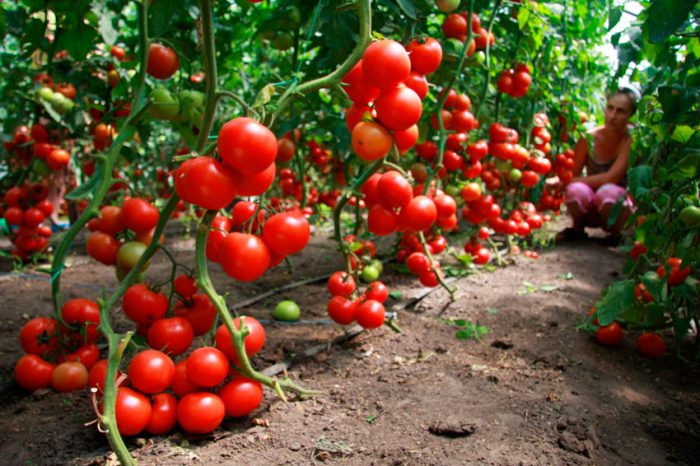 Cómo cultivar tomates en un invernadero