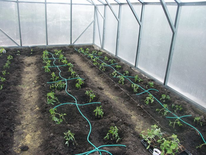 Regando tomates en un invernadero
